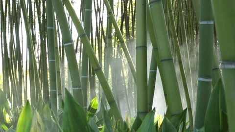 Steam in a forest of bamboo Stock Footage 108856749