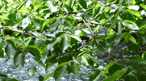 Steam in a forest Video stock 23568227