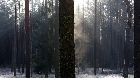 Steam forest Stock Footage 99444551