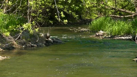 A Steam in the Forest Stock Footage 115272517