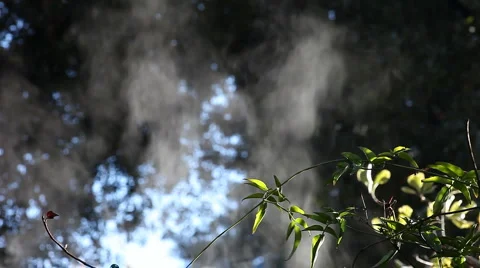 Steam in the garden Stock Footage 990411