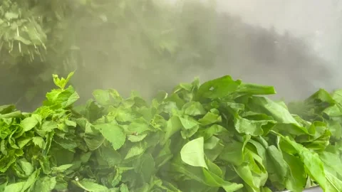 Steam generator humidifies and cool mint herb and sorrel in a grocery store Stock Footage 202593327