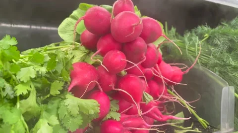 Steam generator humidifies and cools fresh radish, coriander and dill in fridge Stock Footage 205568632