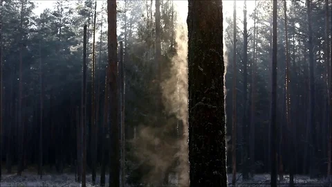 Steam going from tree Stock Footage 99437138