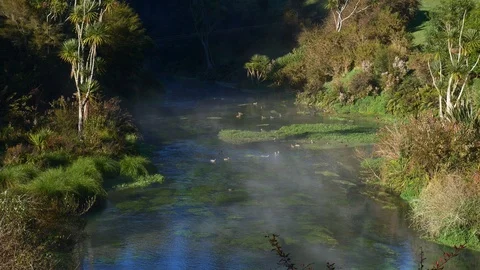 Steam rises form the pristine Te Waihou Bue Spring in New Zealand Stock Footage 94834169