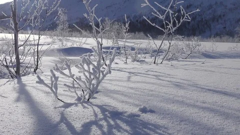 Steam rises from small thermal spring among arctic trees Stock Footage 112533554