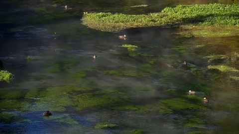 Steam rising form the pristine Te Waihou Bue Spring in New Zealand Stock Footage 94833452