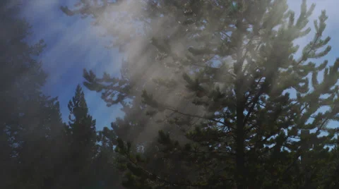 Steam Rising Through Pines 2 Stock Footage 35311607