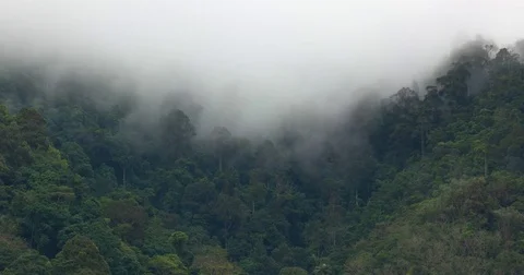 Steam Rising from Tropical Rainforest in Timelapse Stock Footage
