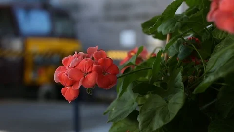 Steam train Stock Footage 101133907