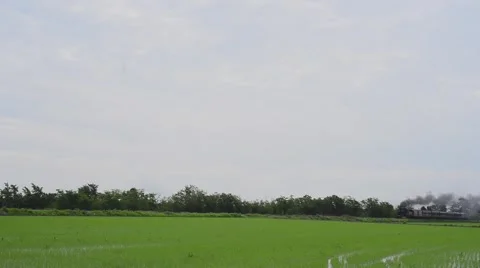 Steam train running between rice fields Stock Footage 63860831