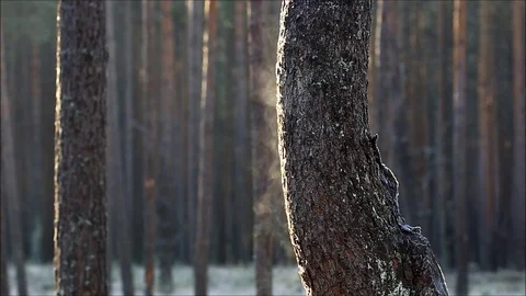 Steam from tree Stock Footage 99437142