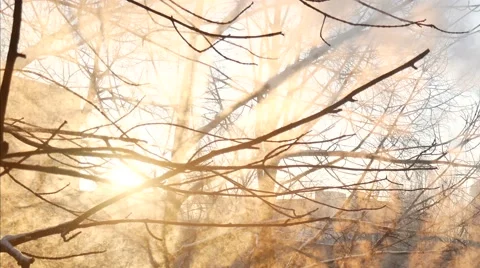 Steam at Winter Trees under sunshine 스톡 동영상 58937993