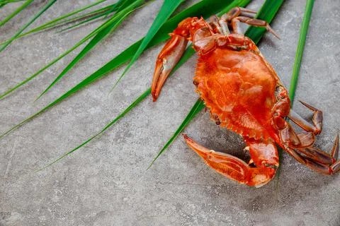 Steamed crab with grass on a grey surface. Stock Photos