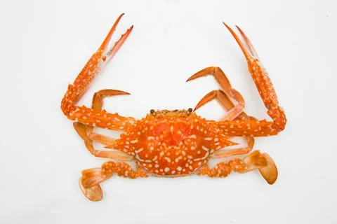 Steamed crab on white background. Foto stock