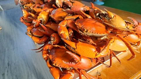 Steamed mud crabs with large claws stacked on table. Stock Photos