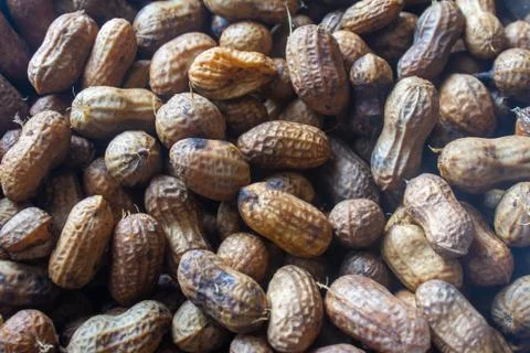 Steamed peanuts with shells and ready to eat. Protein rich food Stock Photos
