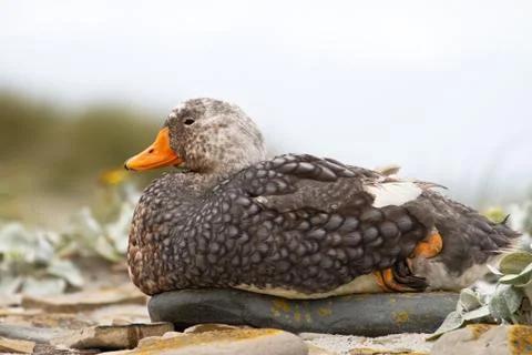 Steamer duck Foto stock