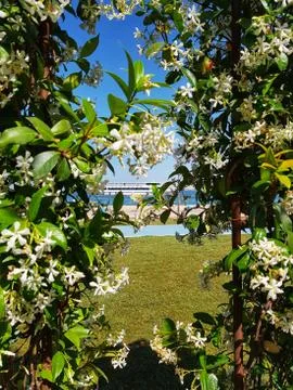 Steamer Stock Photos