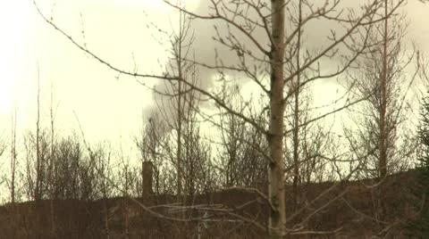 Steamer with a tree in foreground Stock Footage 11429181