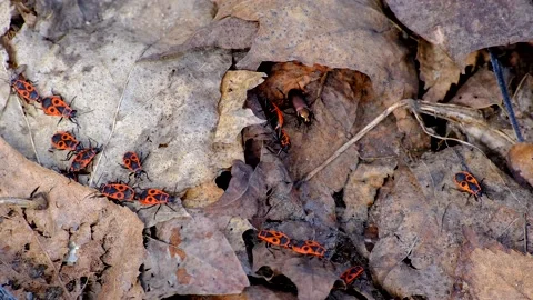 Steaming beetles firemen crawl in autumn dry foliage Stock-Footage 218316348