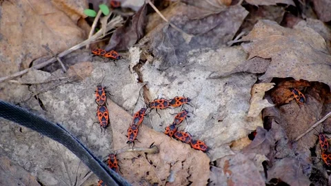 Steaming beetles firemen crawl in autumn dry foliage Stock Footage 218316439