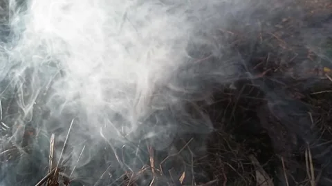 Steaming branches catch fire. Stock Video of Ful HD Arson Stock Footage 292757840