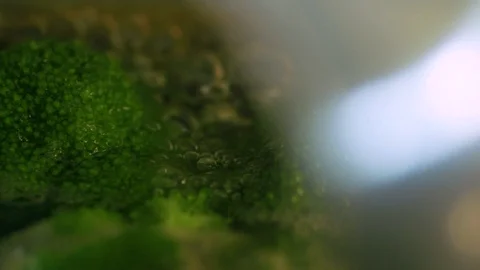 Steaming Broccoli Stock Footage 94124216