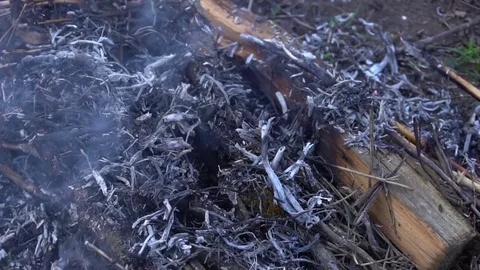 Steaming burnt grass. Consequences of a fire. Slow motion Stock Footage 73615505