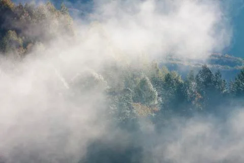 Steaming forest Foto stock