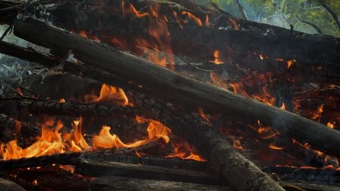 Steaming Logs In Orange Flames In Nature.  Stock Footage 113665052