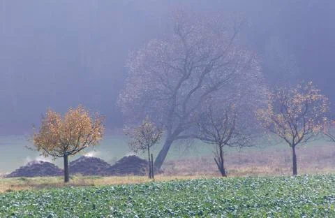 Steaming manure heaps Stock Photos