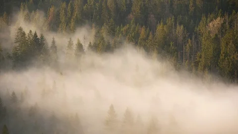 Steaming mountains. Steam comes from the slopes of the mountains after the rain. Stock Footage 76769319
