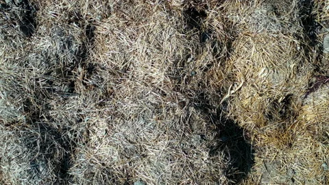 Steaming pile of manure on the field - drone shot Stock Footage 130218573