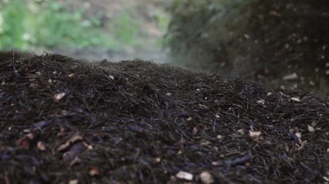 Steaming pile of pine needles Stock Footage 54682120