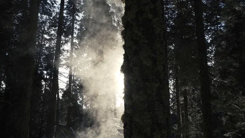 Steaming Tree in Sequoia National Park Stock Footage 86440225