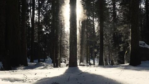Steaming Tree in Sequoia National Park Stock Footage 86440294