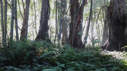 Steamy Lush Forest Floor 스톡 동영상 188346229
