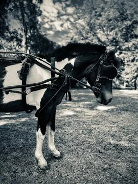 Steed's Carriage Foto stock