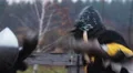 Steel armor of knight can not withstand the impact force of opponent's sword HD Footage