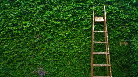 Steel Ladder On Green Leaf Ivy Plant Covered Stone Fence Wall Background Stock Photos