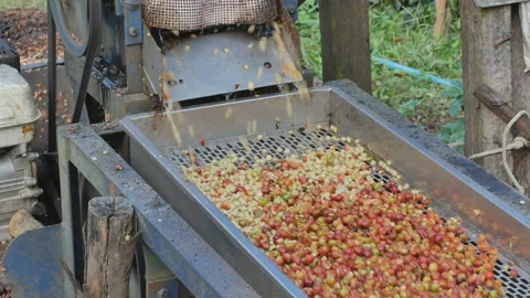 Steel Machine Engaged in Coffee Fruit Hulling Process. Video stock 144466475