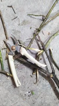 Steel scissors that function to cut tree branches Stock Photos