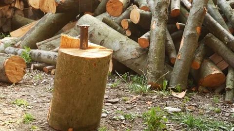A steel wedge in a log. Splitting log with a wedge. Stock Footage 78766778