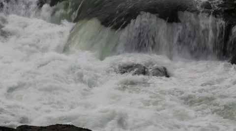 Steelhead trout Stock Footage 8597010