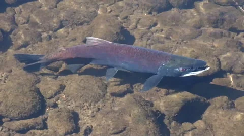 Steelhead Trout in River during Spawning Stock Footage 68707558