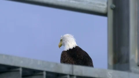 Steely Eyed Bald Eagle Slowmo on Industrial Railing Stock Footage 90970502
