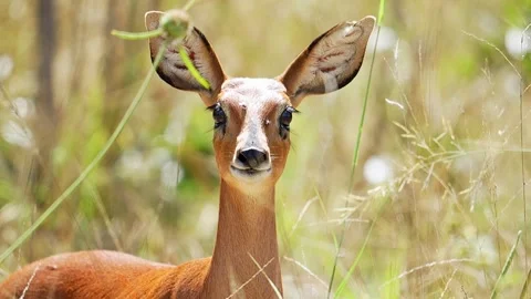 Steenbok Antelope Cute Antelope Namibia Etosha National Park 库存影片 314893087