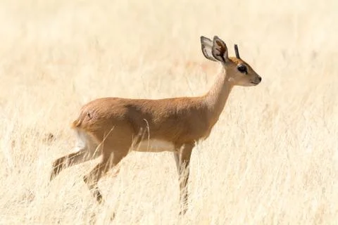 Steenbok in grassland Stock Photos