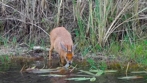 Steenbok grazing at river Video stock 108851063